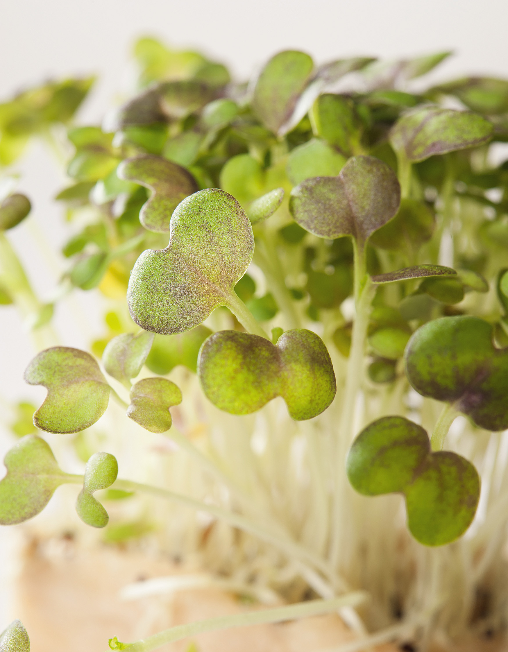 Keimsprossen (Bio) Senf