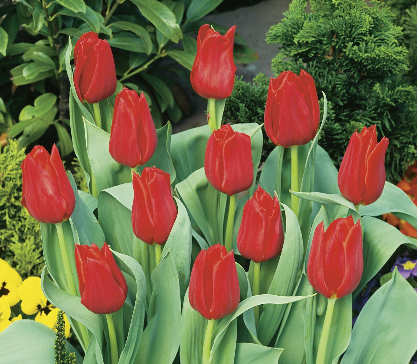Nahaufnahme roter Tulpen im Gartenbeet mit frischem grünen Laub, Frühlingsblumen