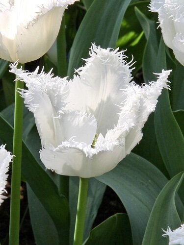 Crispa-Tulpen Honeymoon