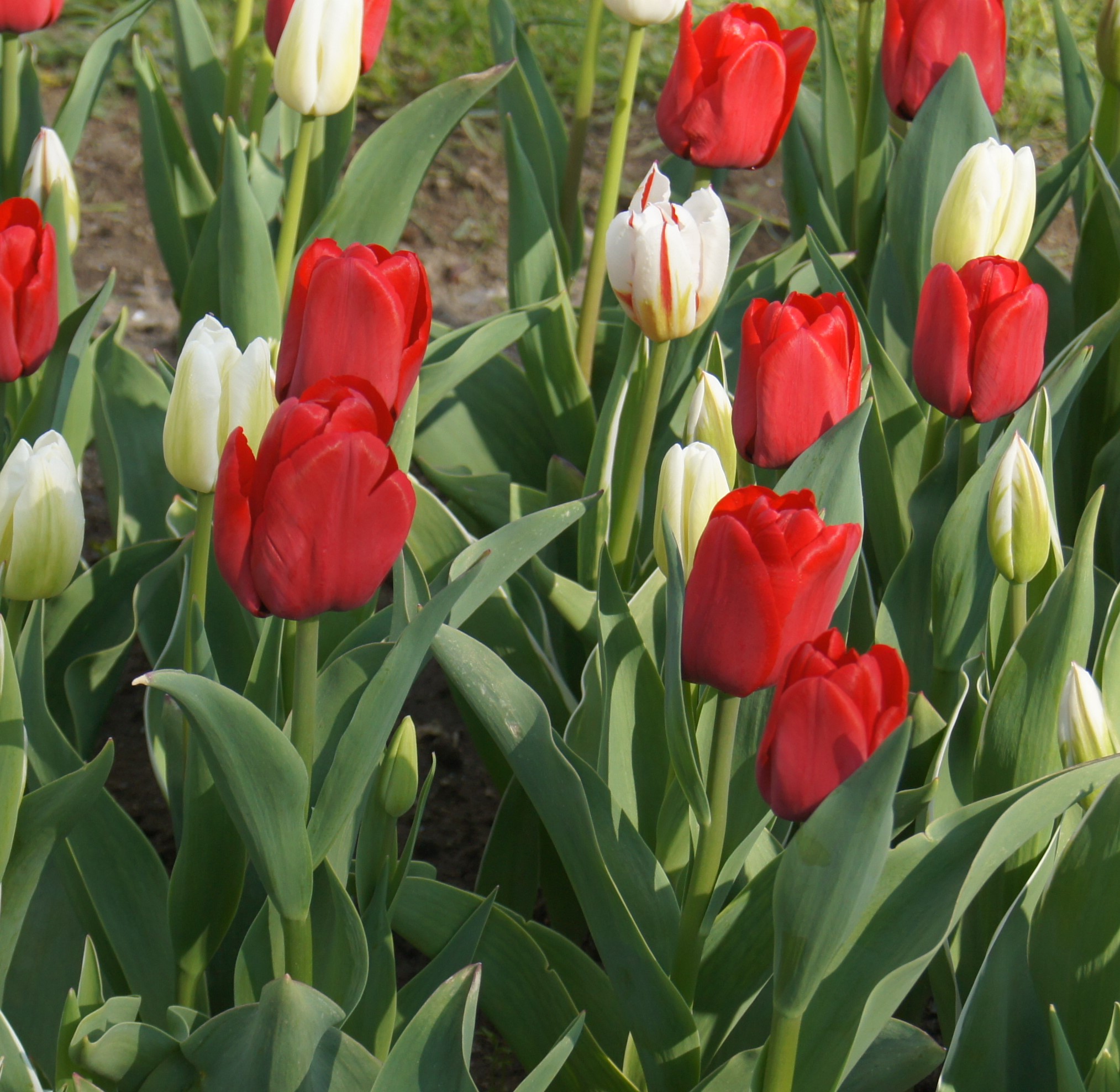 Tulpen Mischung Hanse Mengsel