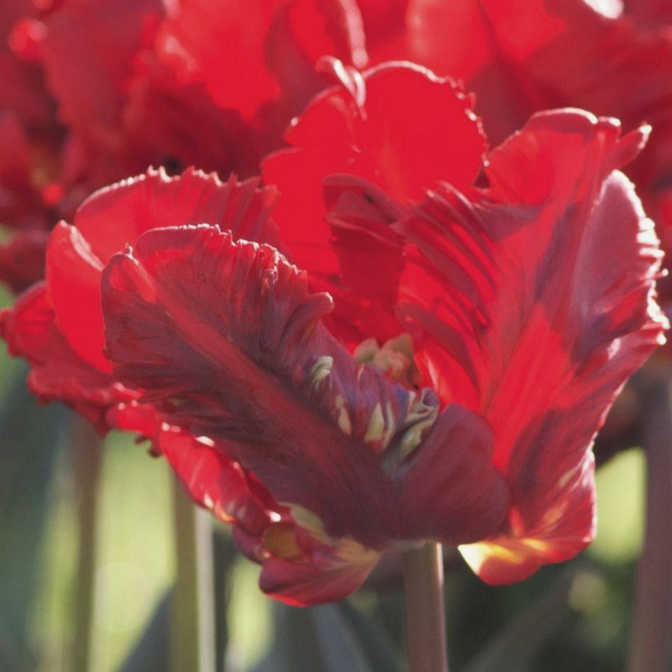 226862_Papagei-Tulpen Red Madonna Nahaufnahme einer roten Papageien-Tulpe mit gefransten, welligen Blütenblättern