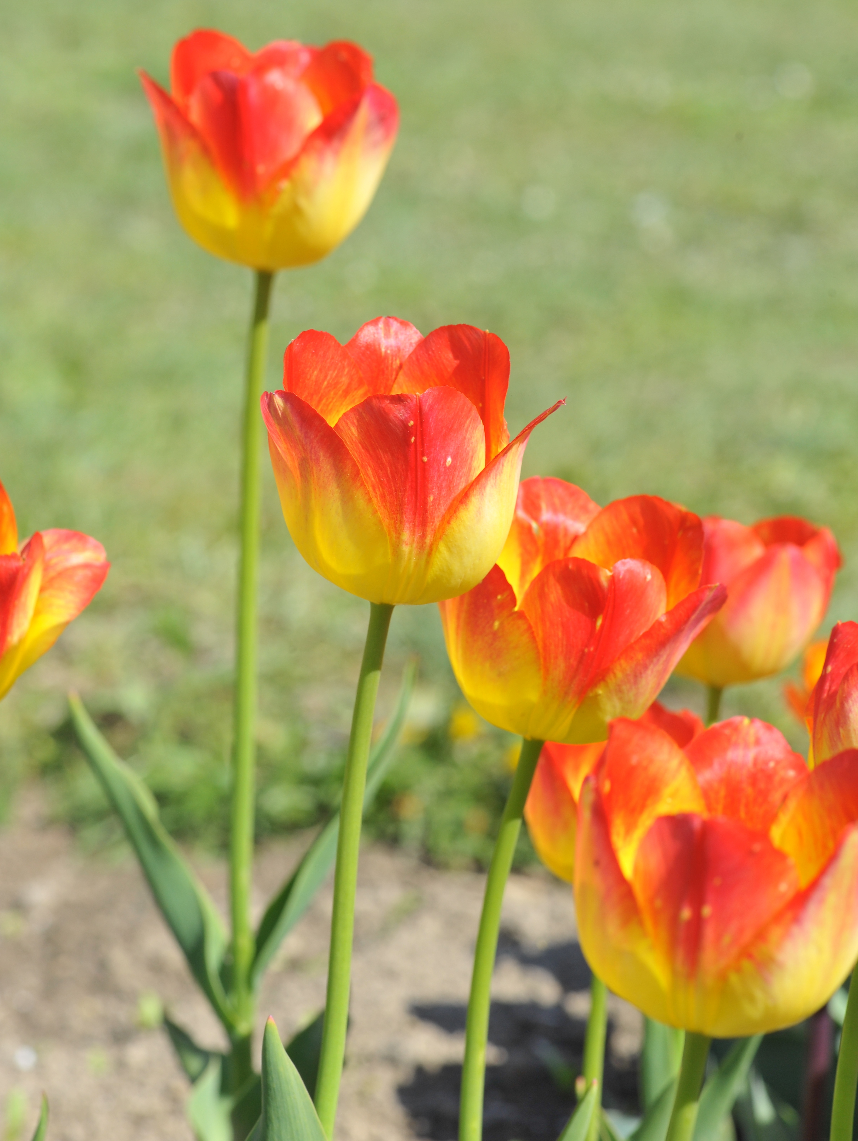 Triumph-Tulpen Suncatcher