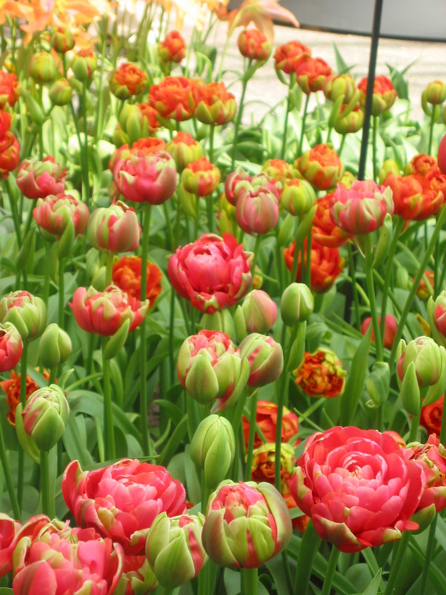 Nahaufnahme gefüllter Tulpen in Rot, Rosa und Orange mit grünen Knospen und Blättern in einem Gartenbeet