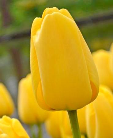 Darwin-Hybrid-Tulpen Golden Parade