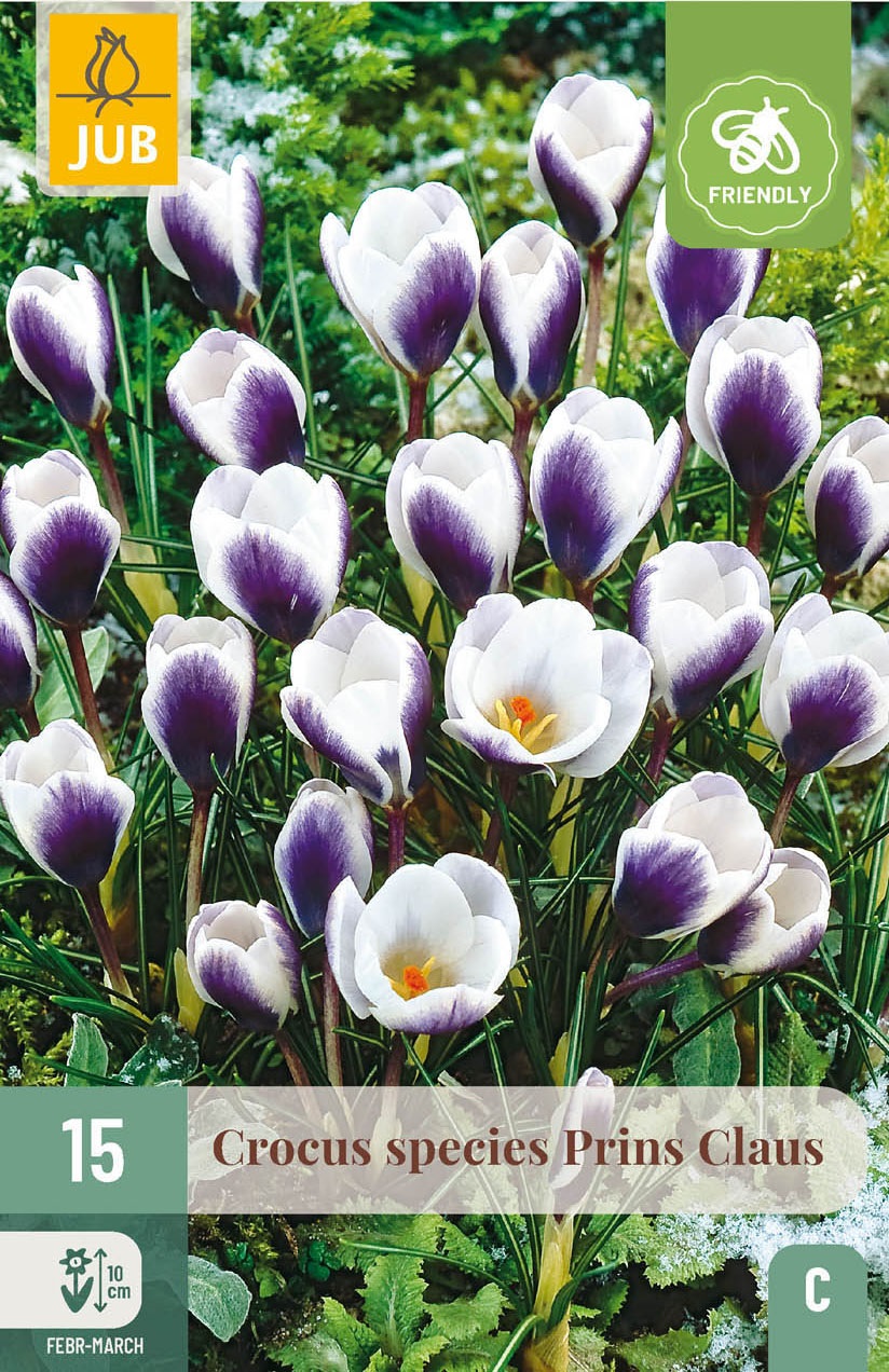 Crocus Prins Claus
