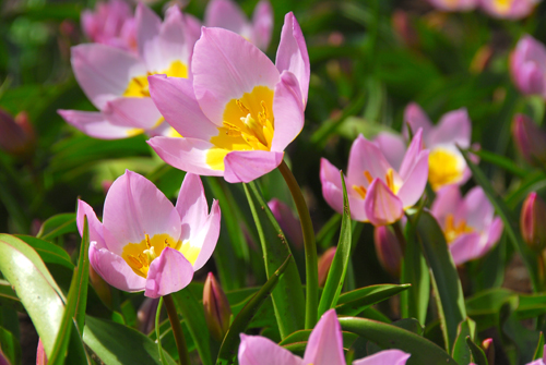 238386_Tulipa saxatilis Nahaufnahme rosa Tulpen mit gelbem Blütenzentrum und grünen Blättern