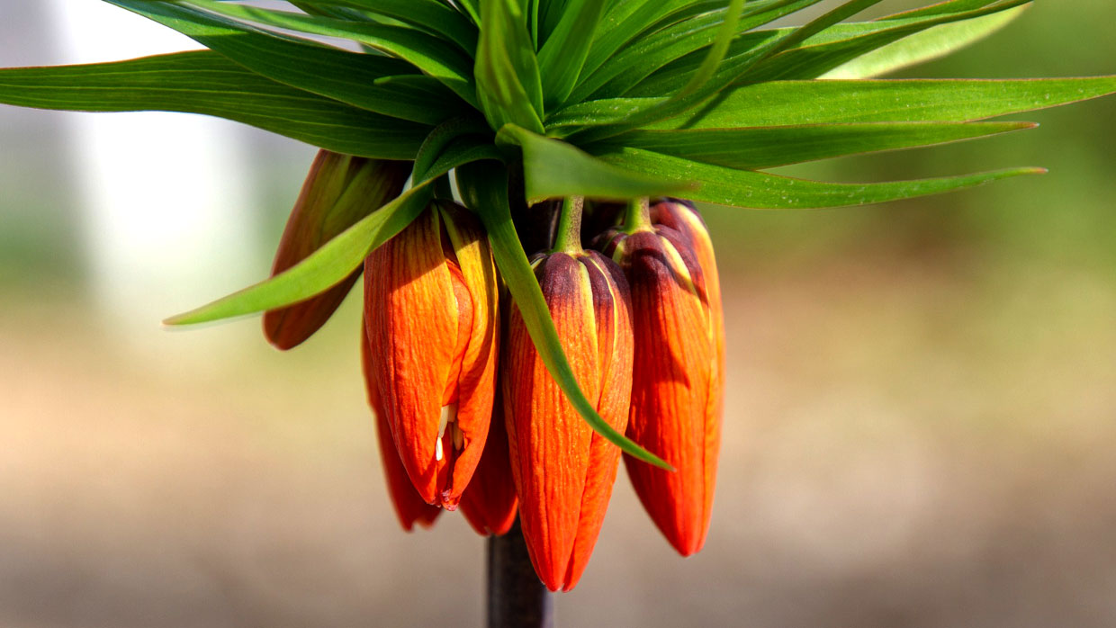 Schöne orangefarbene Blumenknospen mit grünen Blättern Nahaufnahme von orangefarbenen Blumenknospen umgeben von grünen Blättern