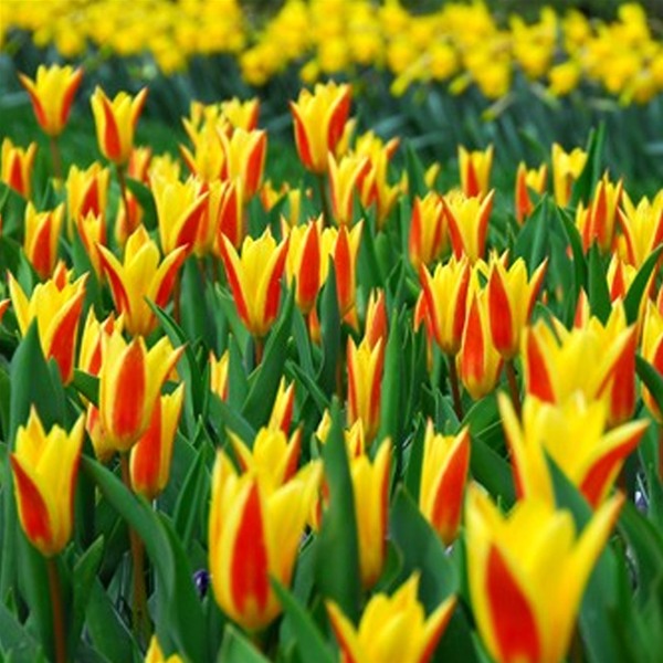 Lebendige Tulpenblüten in Gelb und Rot Bunte Tulpenfelder mit gelben und roten Blumen