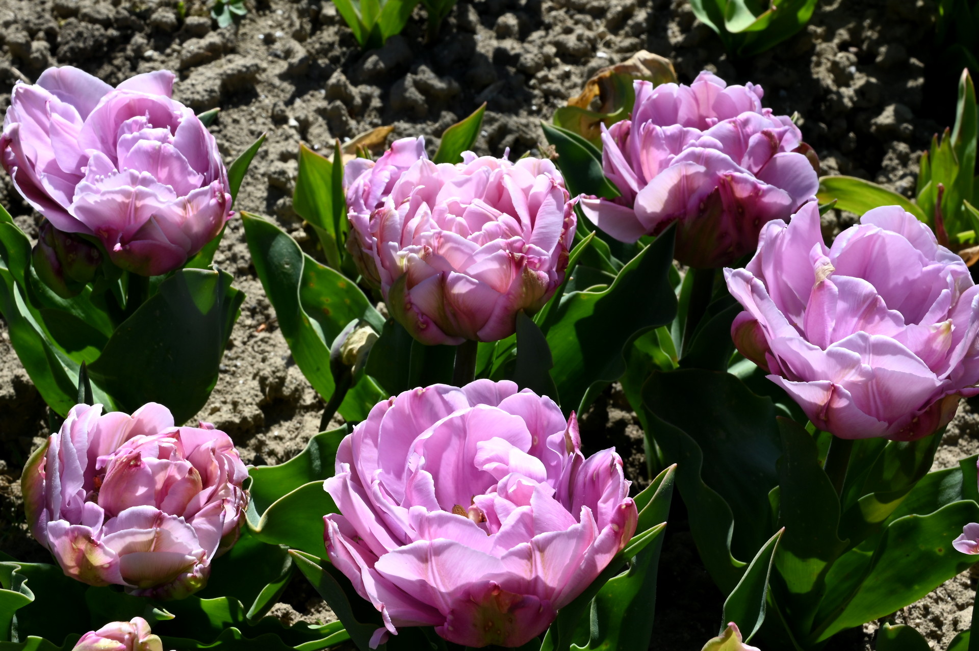 Gefüllte späte Tulpen  Katinka