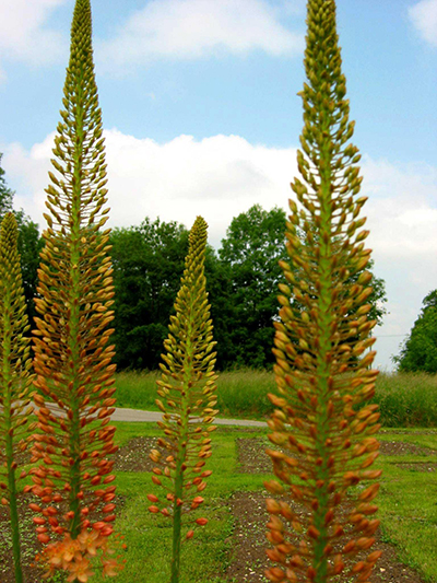 265141_Eremurus_isabellinus_Cleopatra Drei hohe orangefarbene Blütenspitzen der Steppenkerze (Eremurus) vor Rasen und Bäumen, blauer Himmel im Hintergrund