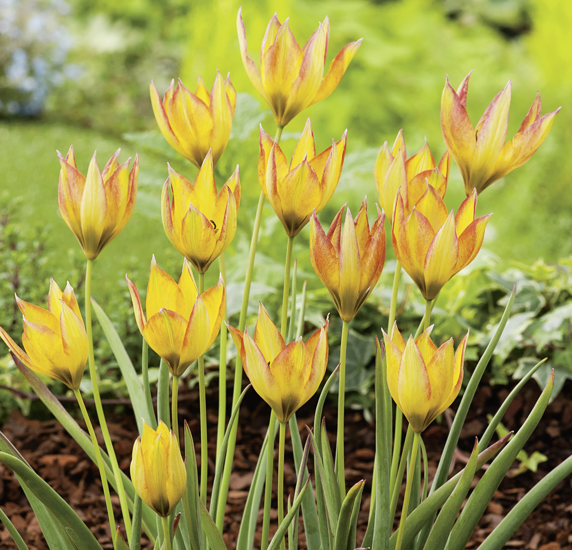 235073_Tulipa orphanidea Flava FM Mehrere leuchtend gelb mit roten Rändern blühende Tulpen mit spitz zulaufenden Blütenblättern in einem Gartenbeet, schmale grüne Stängel und Blätter, dekorative Frühlingsbepflanzung für Rabatten und Steingärten