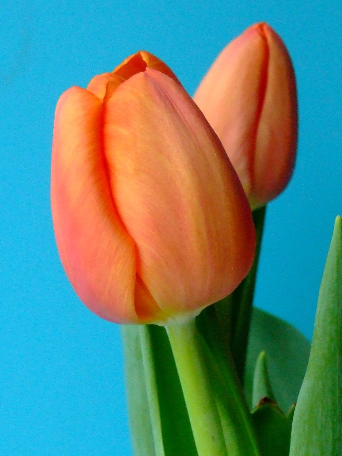 Triumph-Tulpen Delta Storm