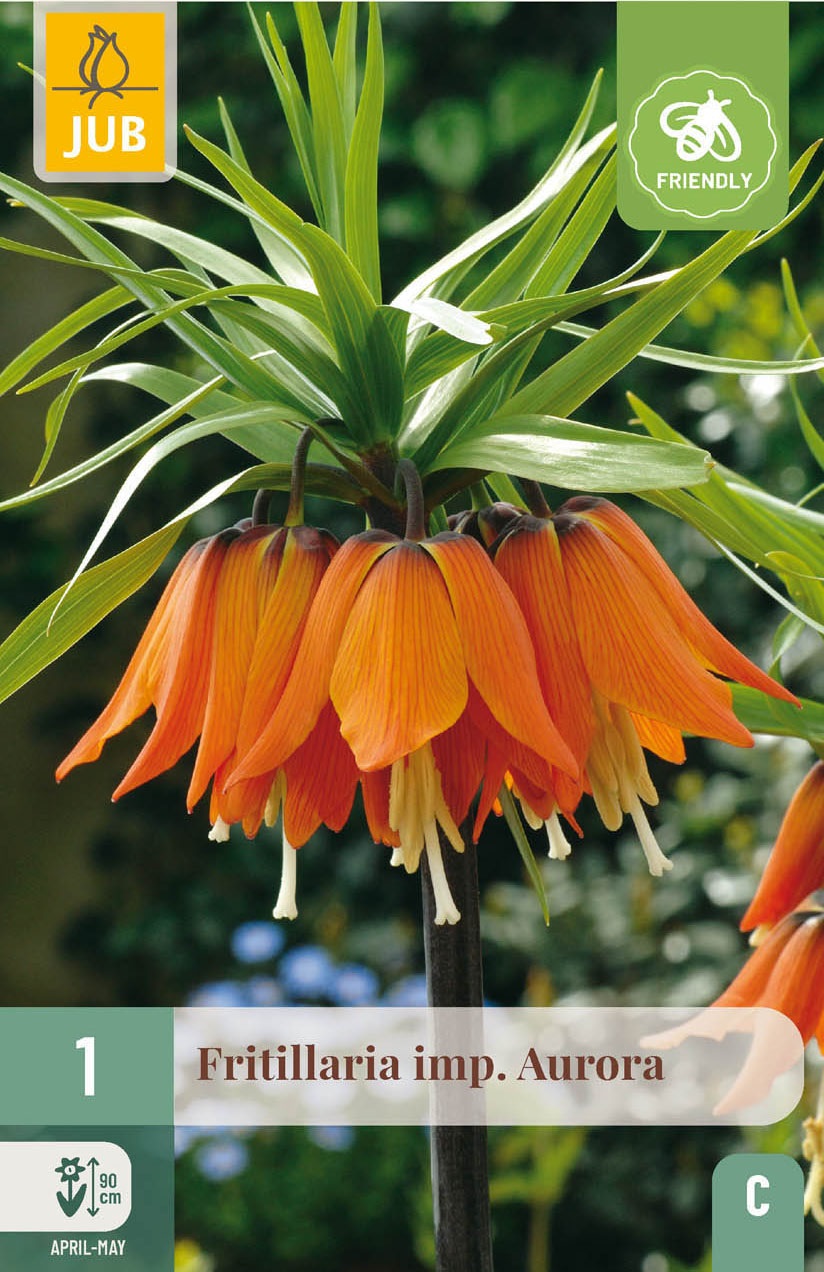 Fritillaria imperialis Aurora