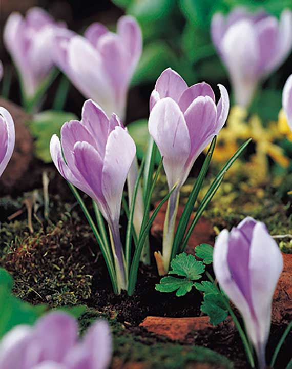 Nahaufnahme mehrerer Frühlingskrokusse (Crocus) mit zart-lila bis weißen Blüten und schmalen grünen Blättern auf moosigem Boden, kleine Begleitpflanzen im Hintergrund