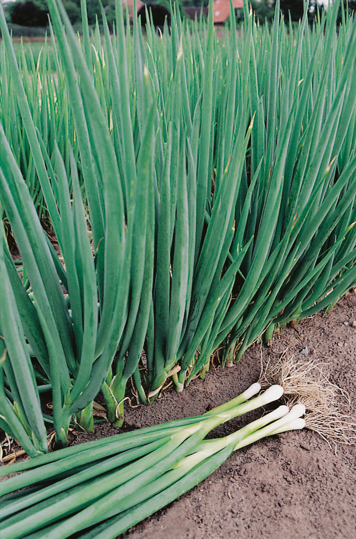 Zwiebelsamen Winterheckezwiebeln