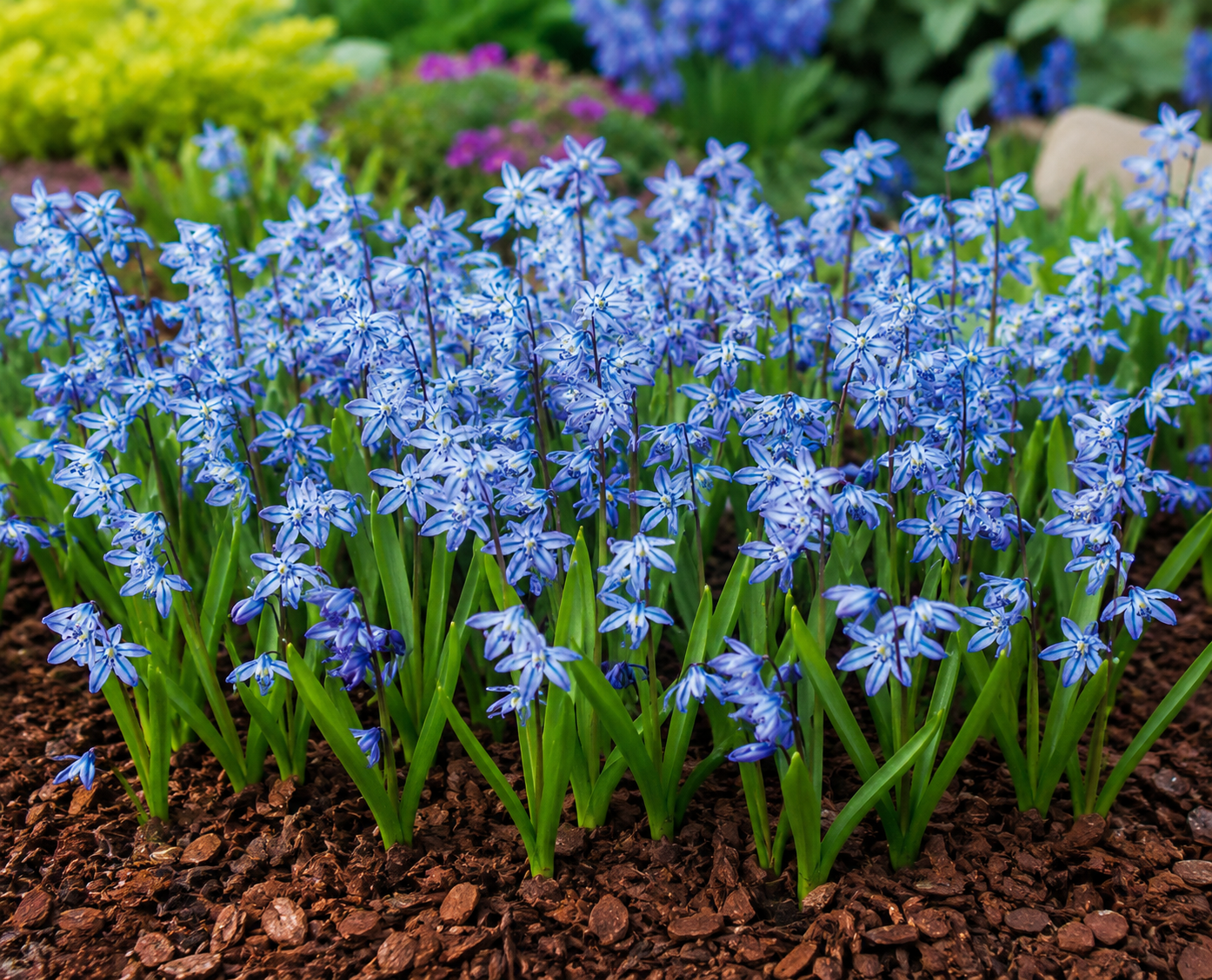 Scilla siberica