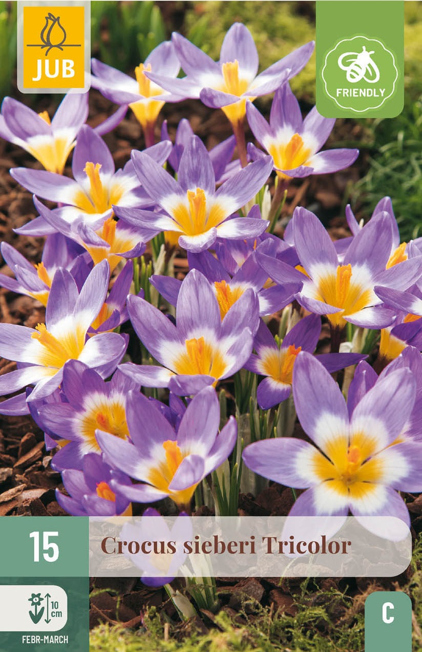 Crocus sieberi Tricolor