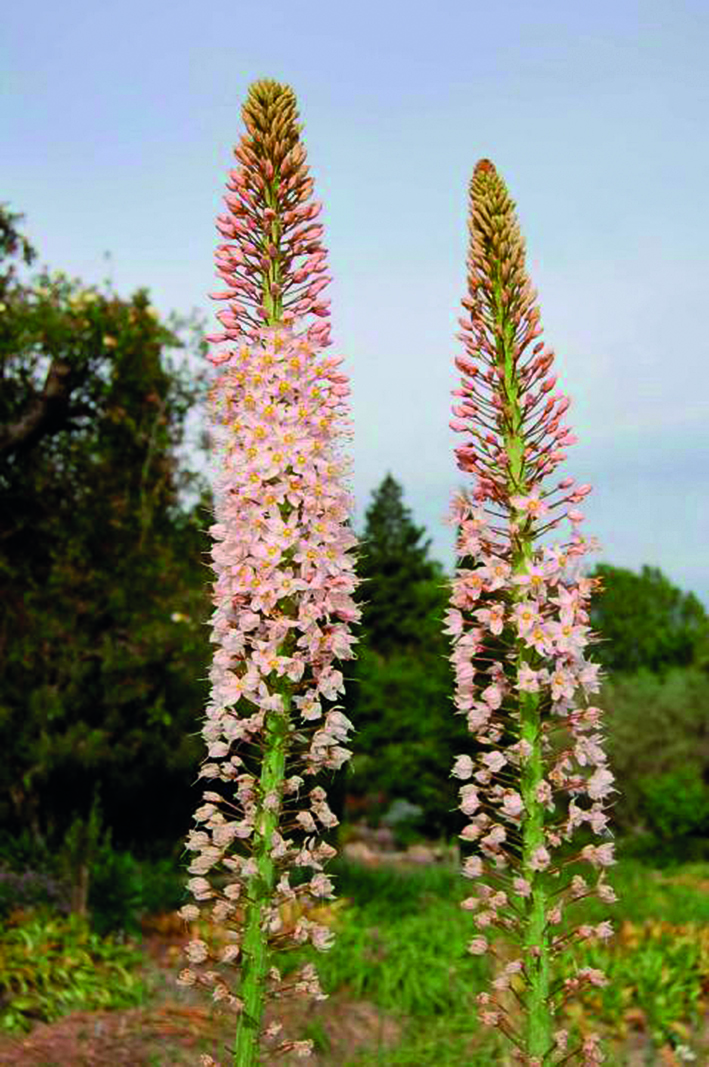 265340_Eremurus robustus Zwei hohe rosa Eremurus (Prachtkerze) mit dichten, kerzenförmigen Blütenständen im Garten vor unscharfem Hintergrund