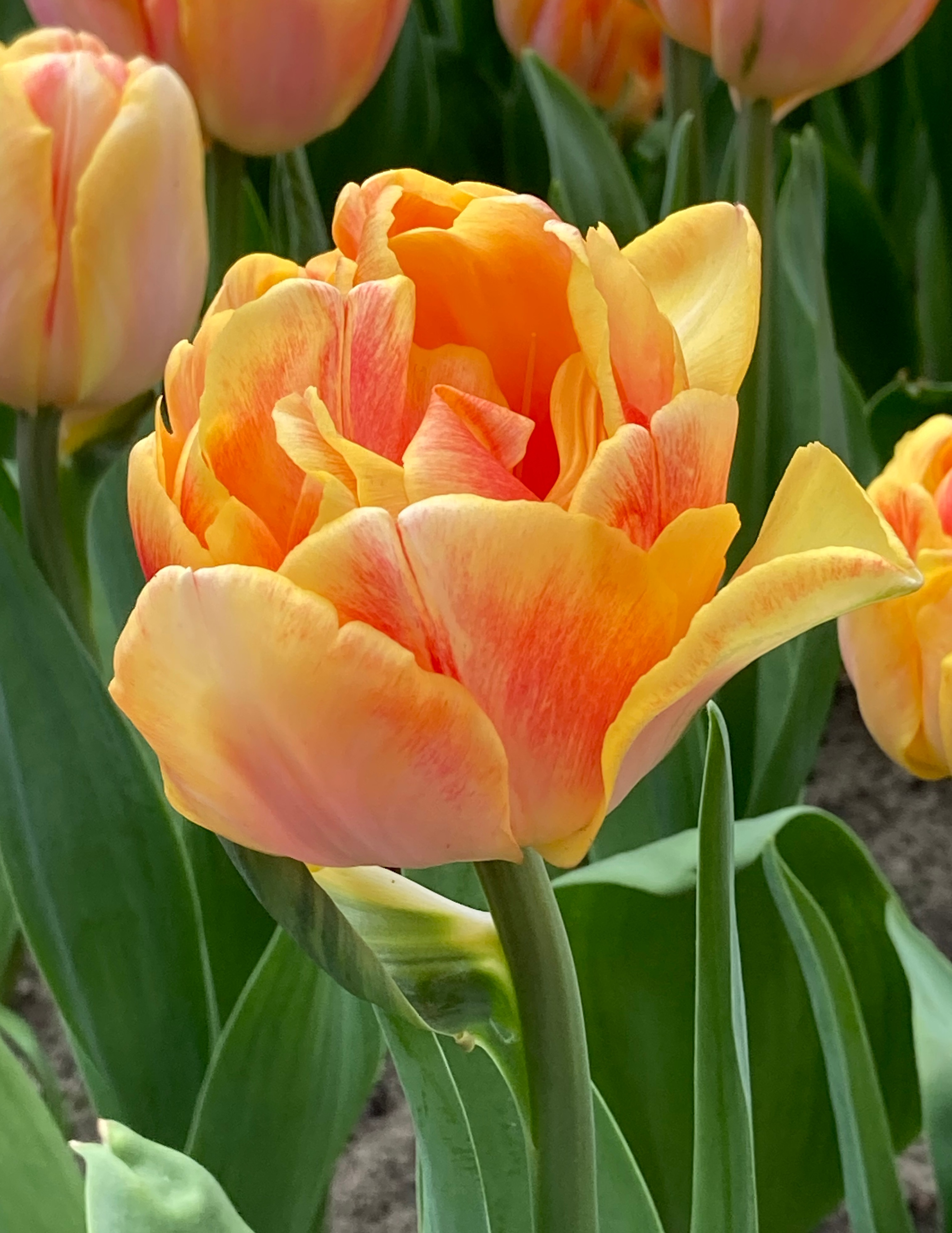 226392_Gef. späte Tulpen Foxy Foxtrott Nahaufnahme einer gefüllten Tulpe mit orange-gelben und leicht rosafarbenen Blütenblättern vor grünem Blattwerk