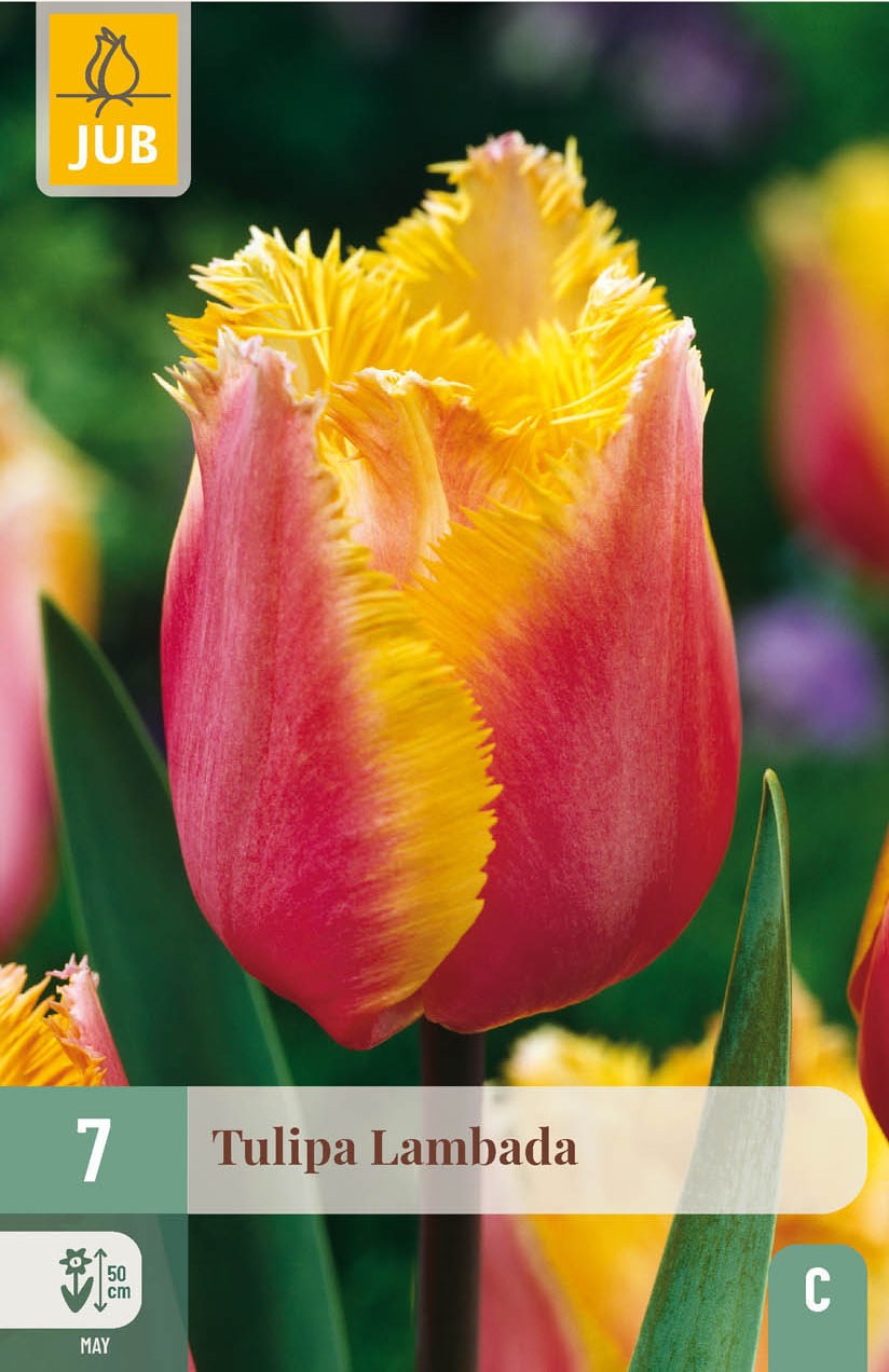 Crispa-Tulpen Lambada