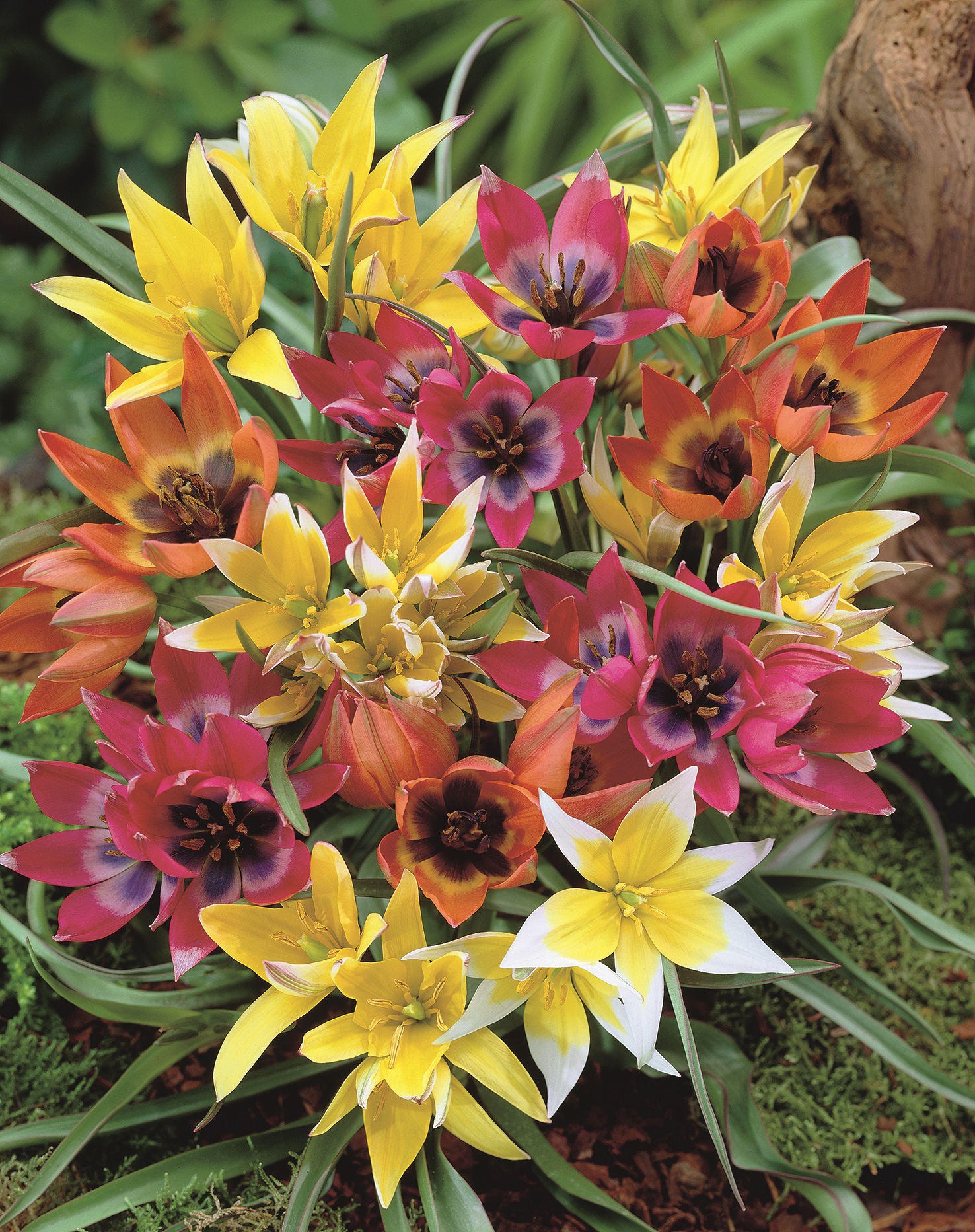 Nahaufnahme eines Tulpen-Mixes mit niedrigen gelben, rosa und orangen Blüten im Beet, grünes Laub im Hintergrund