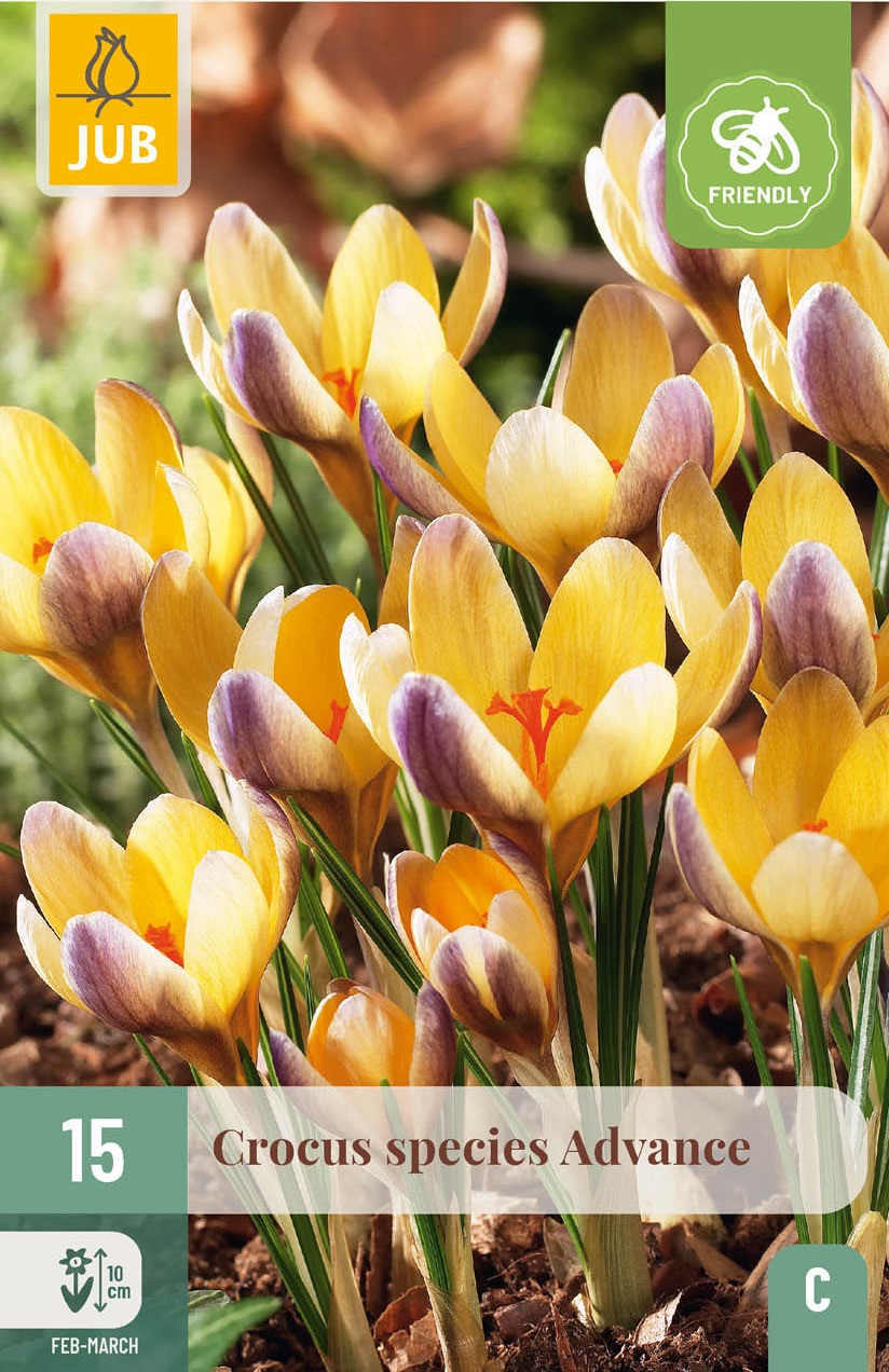Crocus chrysanthus Advance