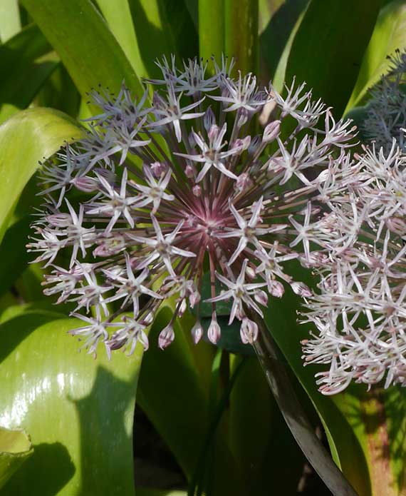Allium karataviense Nahaufnahme einer rosé-lila Zierlauchblüte (Allium) mit vielen kleinen sternförmigen Einzelblüten und breiten grünen Blättern im Hintergrund
