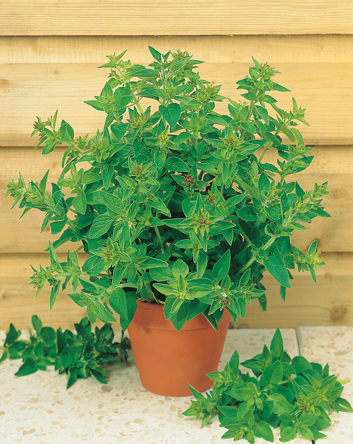 Oregano Staudenmajoran-Dost