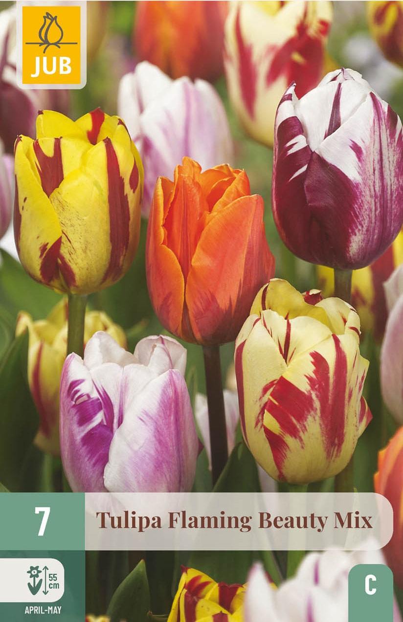 Tulpen-Mischung Flaming Beauty
