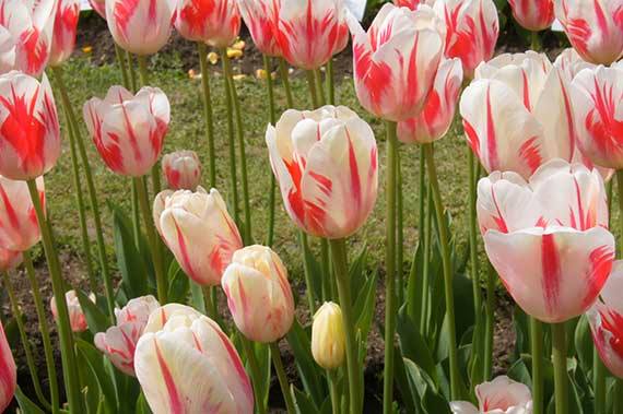 225271_Einf. späte Tulpen Sorbet Mehrere weiß-rot geflammte Tulpen in einem Gartenbeet, Nahaufnahme von Blüten und Knospen