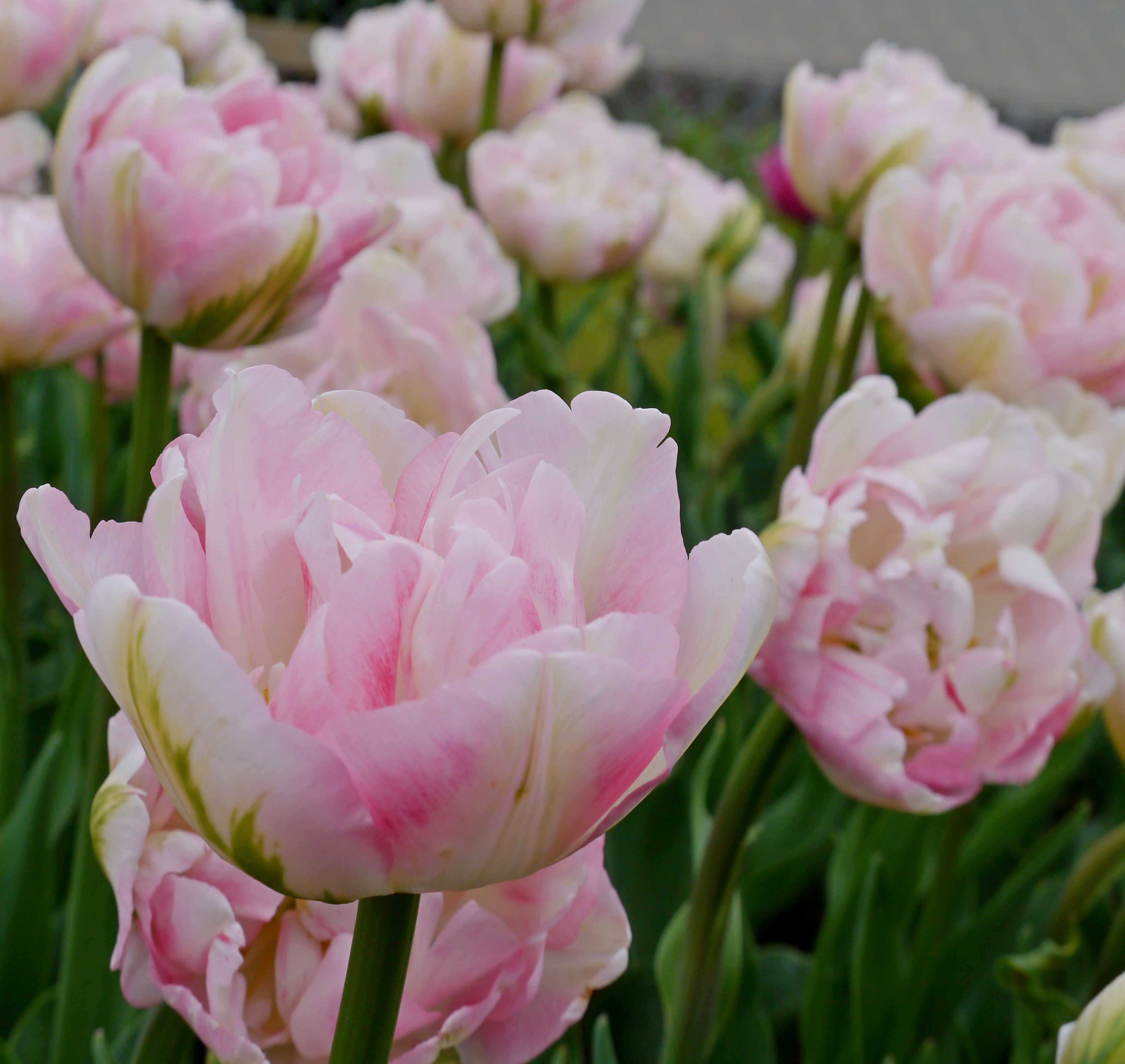 222792_Gef. späte Tulpen Finola Nahaufnahme rosa gefüllter Tulpen im Blumenbeet, doppelte Blüten mit zarten hellrosa und weißen Blütenblättern, sichtbare grüne Stiele und Blätter, Frühlingsstimmung