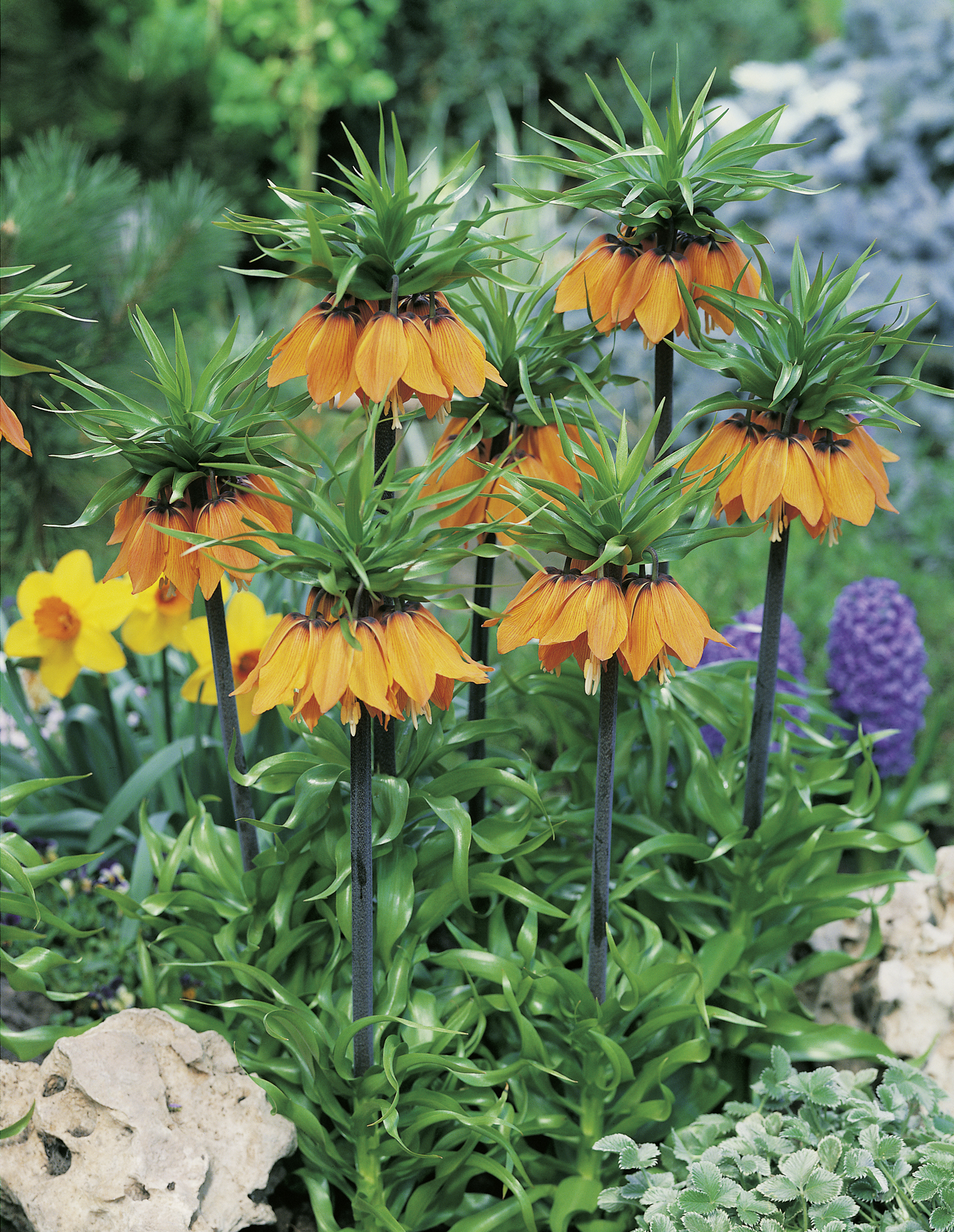 265151_Fritillaria imperialis Aurora FM Mehrere orangefarbene Kaiserkrone (Fritillaria imperialis) mit herabhängenden Glockenblüten und dichten grünen Blättern in einem bunten Frühlingsgarten.