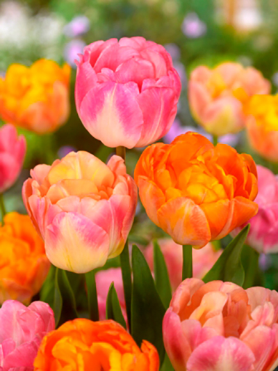Nahaufnahme gefüllter Tulpen (Peony) in leuchtendem Pink, Orange und Apricot, geeignet für Sträuße und Frühlingsdekoration