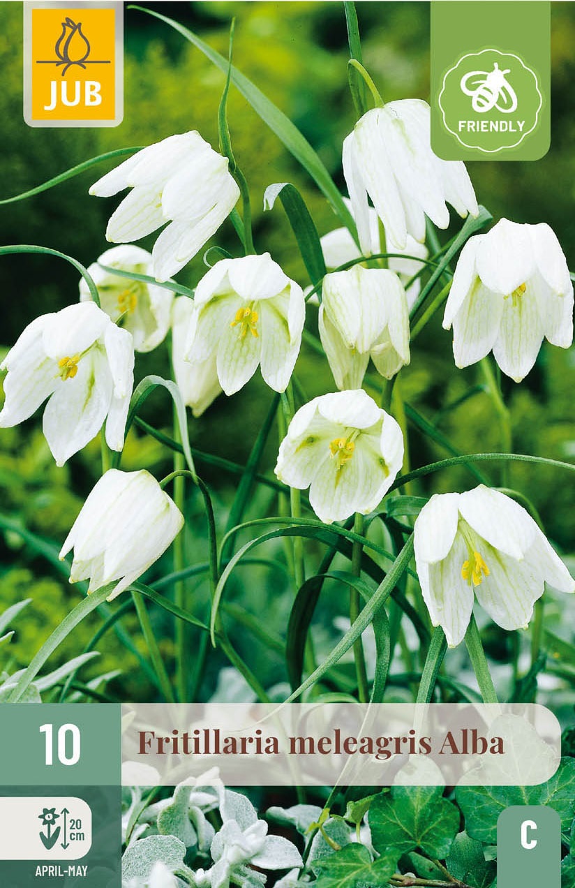 Fritillaria meleagris Alba