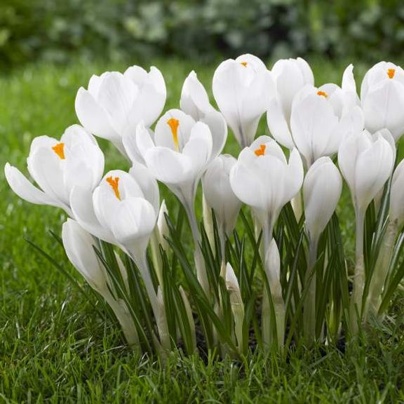 257351_Krokus Jeanne dArc Weiße Krokusse mit orangefarbenen Griffeln, eng zusammenstehend auf grünem Rasen