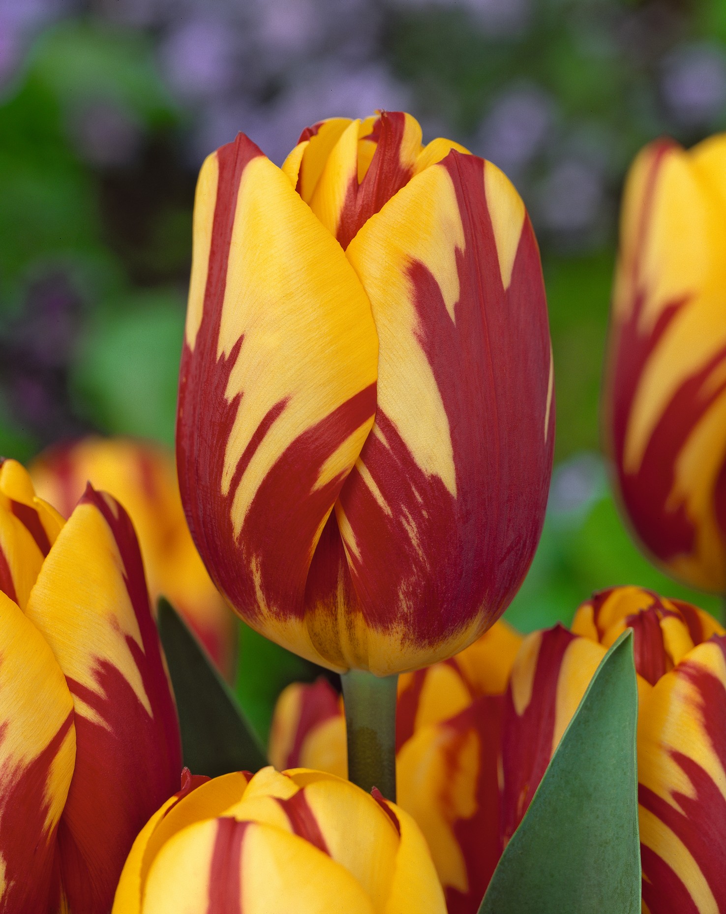 223962_14000064_ FM Nahaufnahme einer gelb-roten, gestreiften Tulpe mit leuchtenden roten Flammen auf gelbem Grund, Frühlingsblüte im Garten