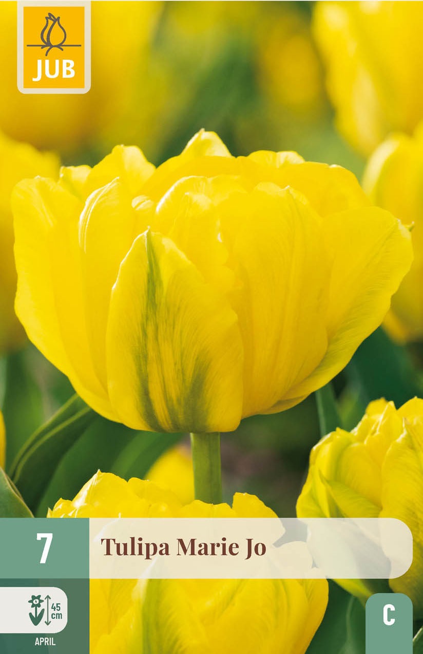 Gefüllte frühe Tulpen Marie Jo