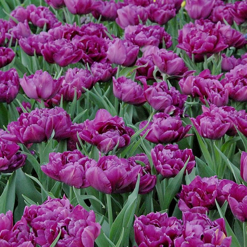 222132_Gef. frühe Tulpen Showcase Nahaufnahme vieler gefüllter violetter Tulpen (Pfingstrosen-Tulpen) in einem dichten Frühlingsbeet mit grünen Laubblättern