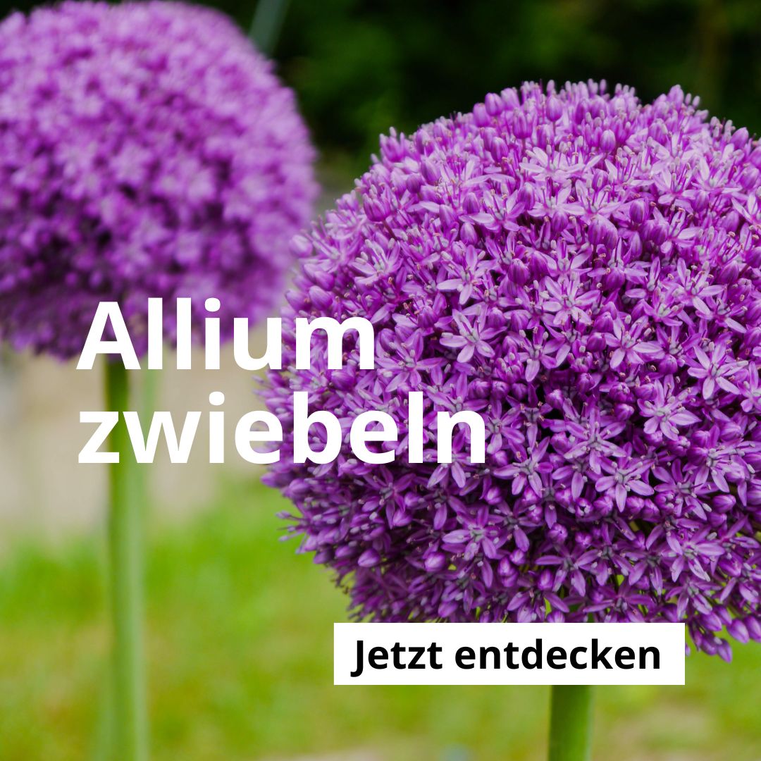 Allium-Zwiebeln