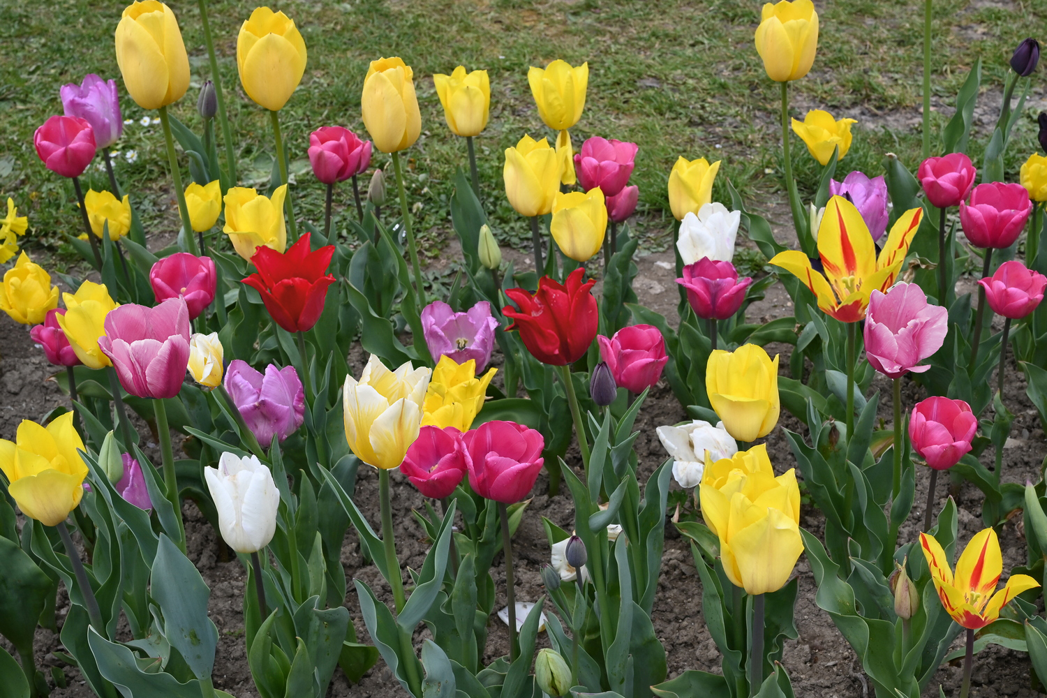 Tulpen-Mischung Alea-Sophie