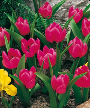 Mehrere leuchtend rosa Tulpen mit grünem Laub in einem Steingarten, Nahaufnahme