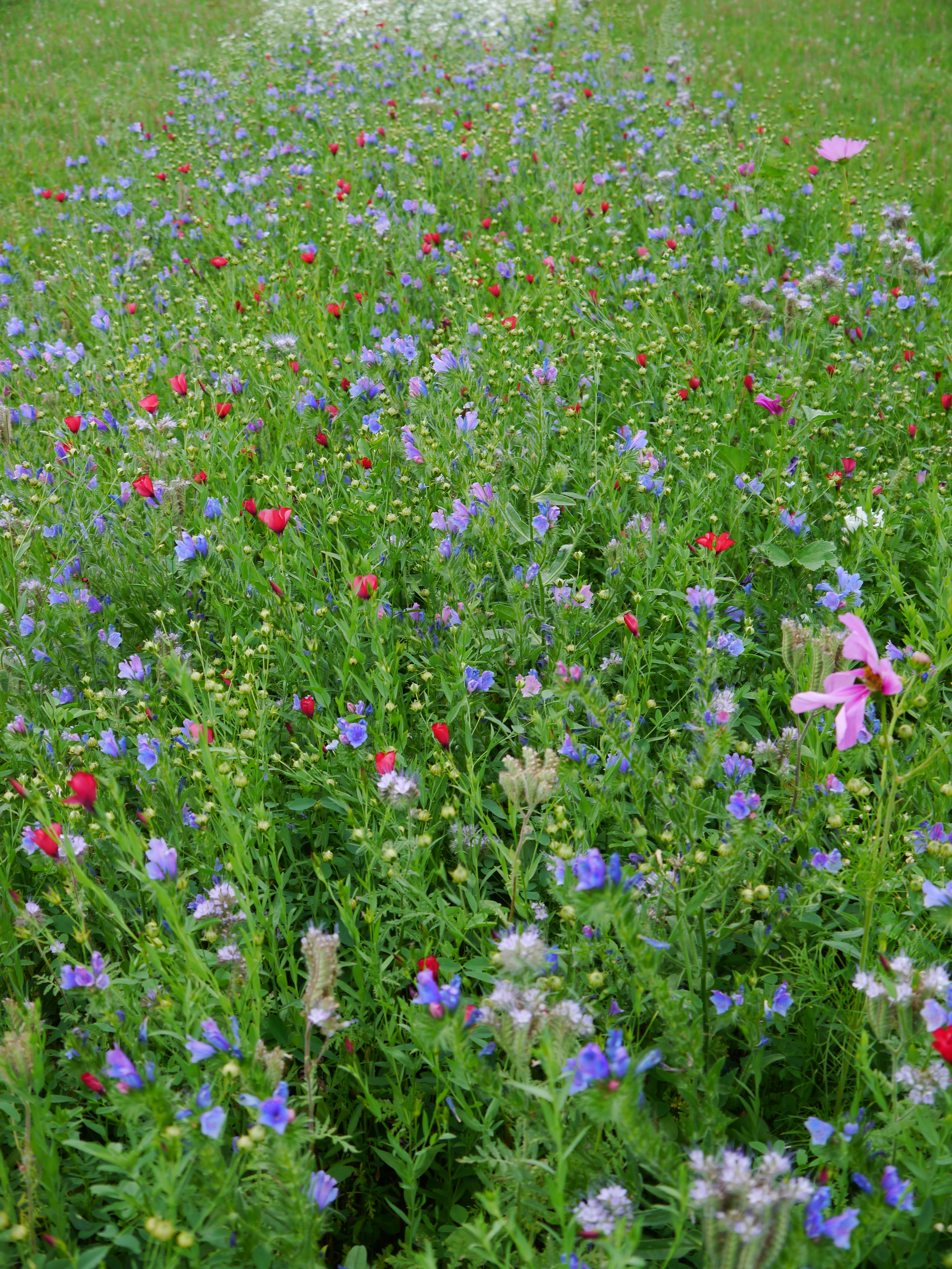 Sommerblumenmischung Nützlingsfutter