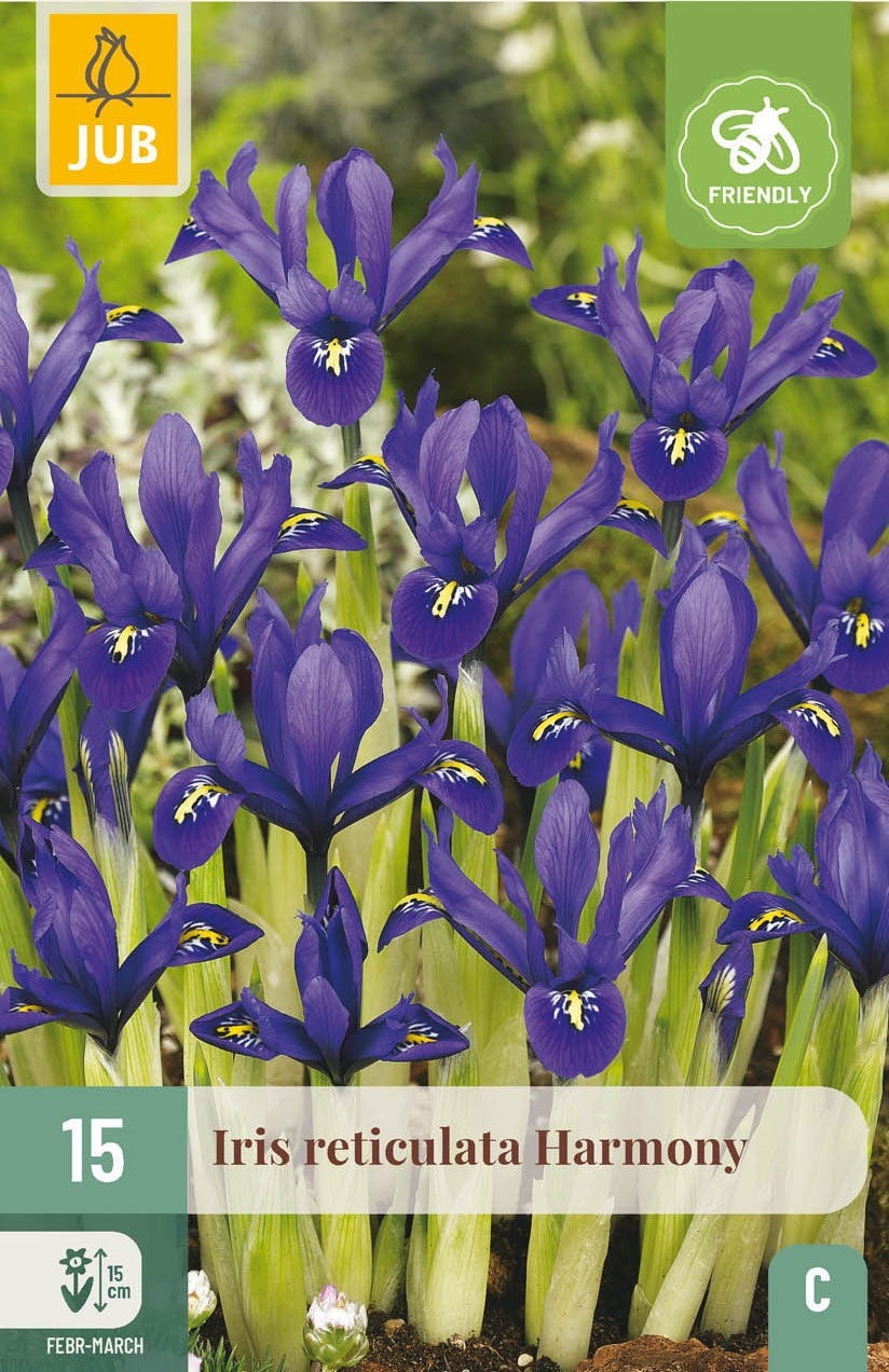 Iris reticulata, Zwergiris Harmony