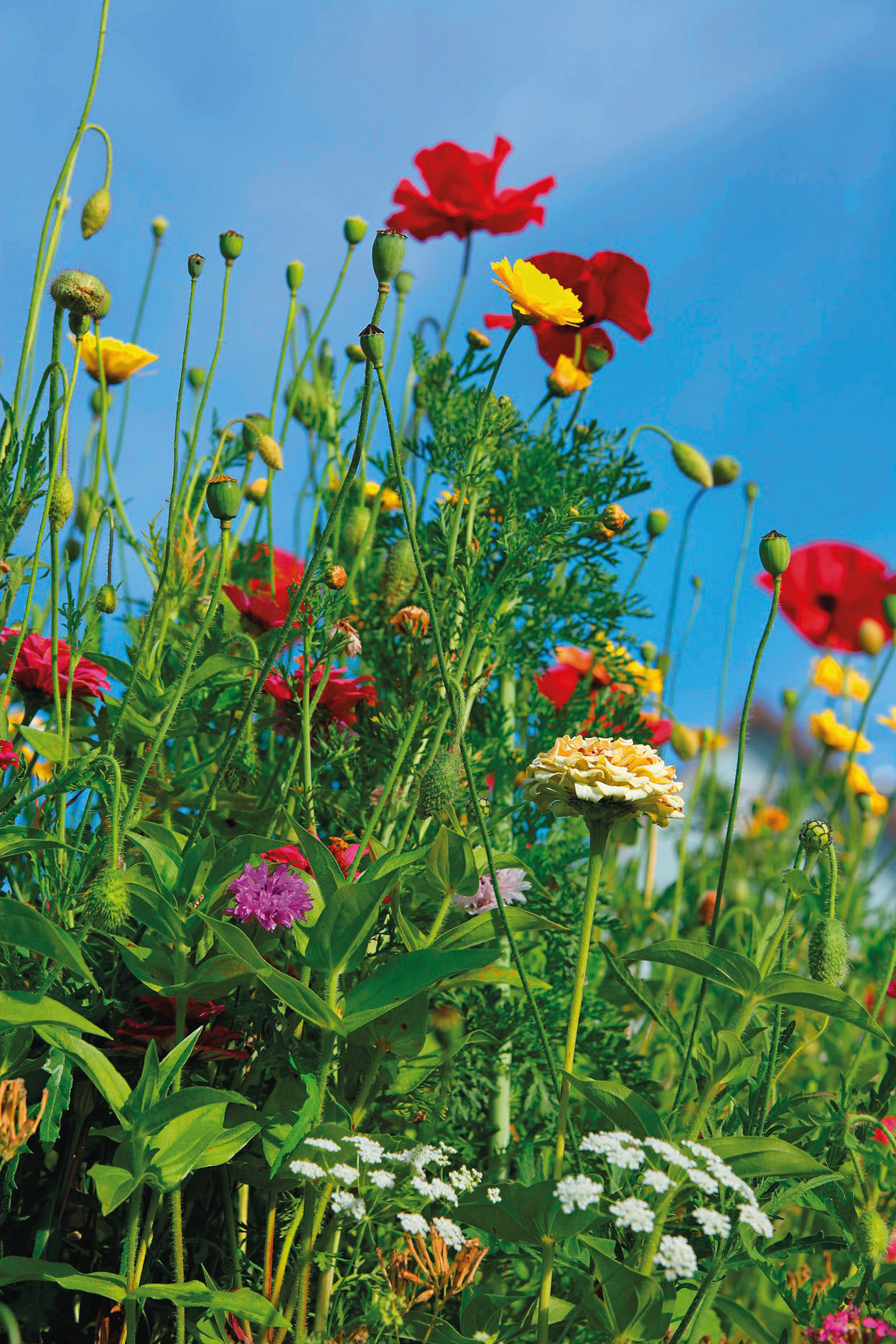 Sommerblumenmischung Mössinger Bienengarten