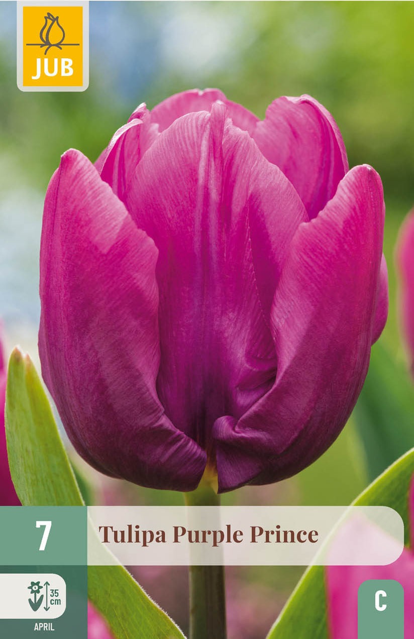 Einfache frühe Tulpen Purple Prince